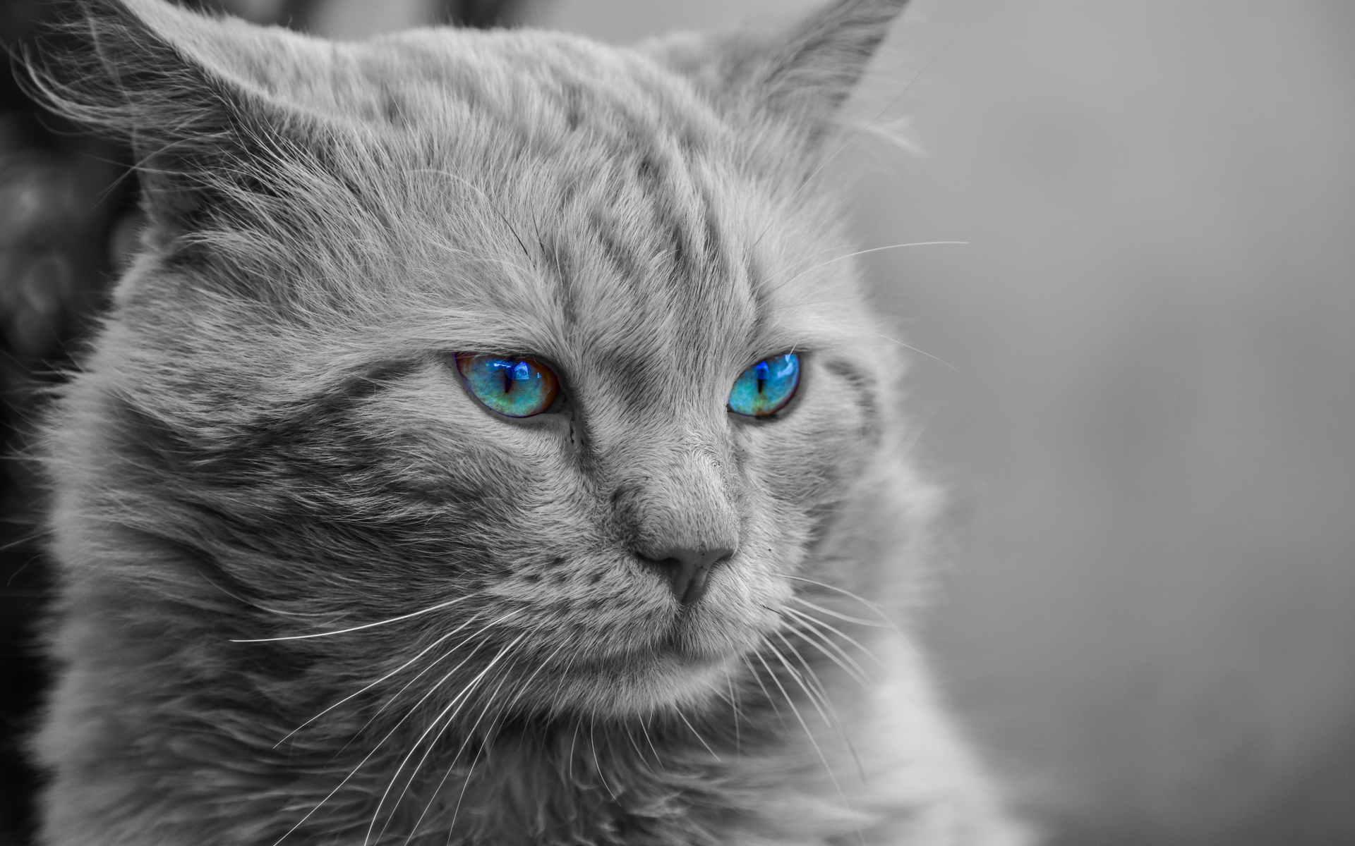 精选萌宠猫咪高清电脑壁纸 点亮您的1920×1200屏幕